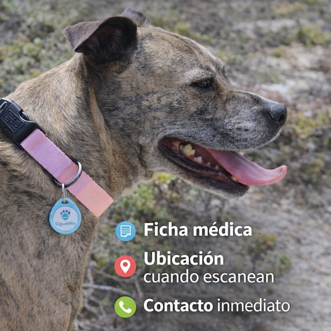 Proteger a mi Mascota