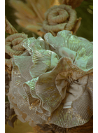 maxicoleta beige dorada 