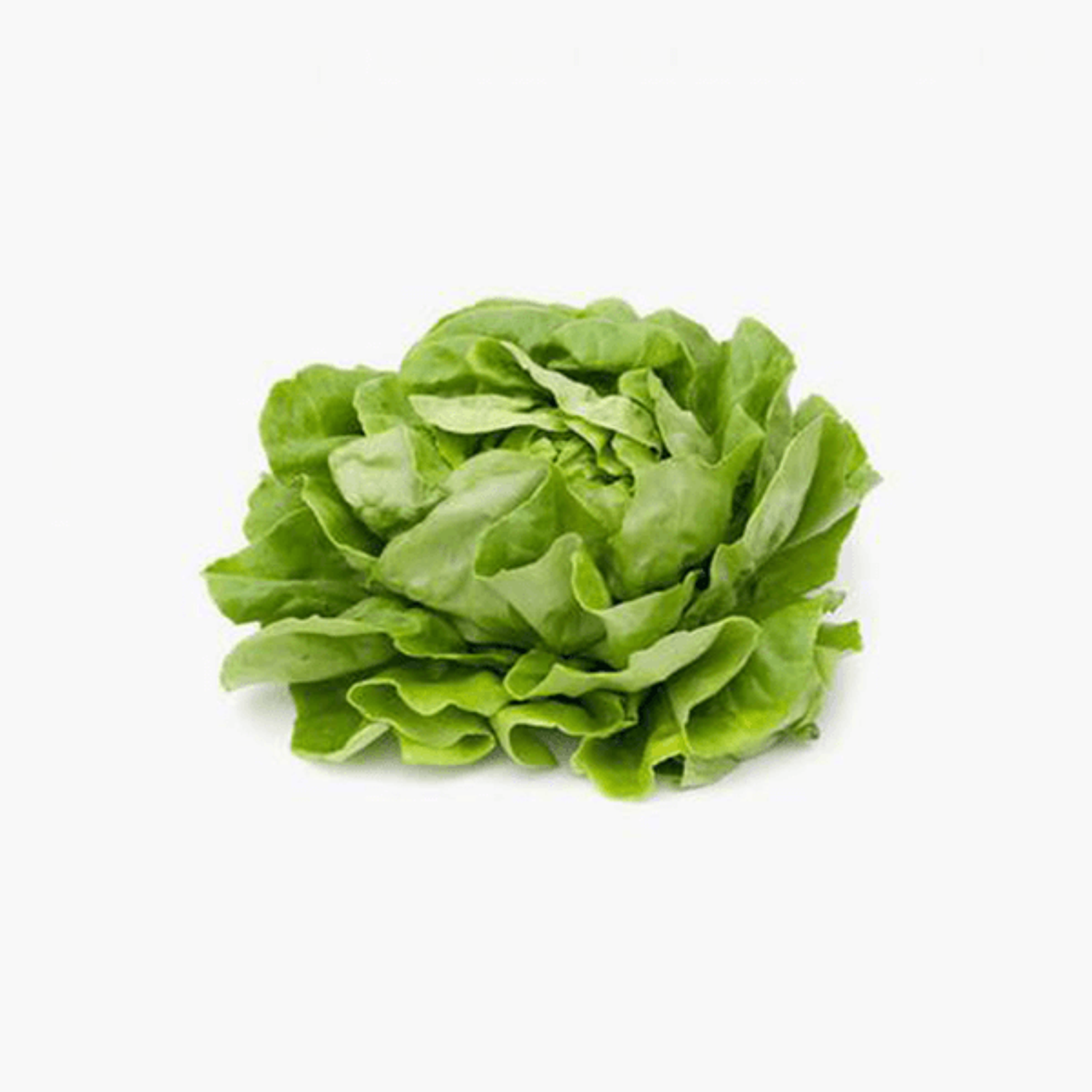 Boston Lettuce