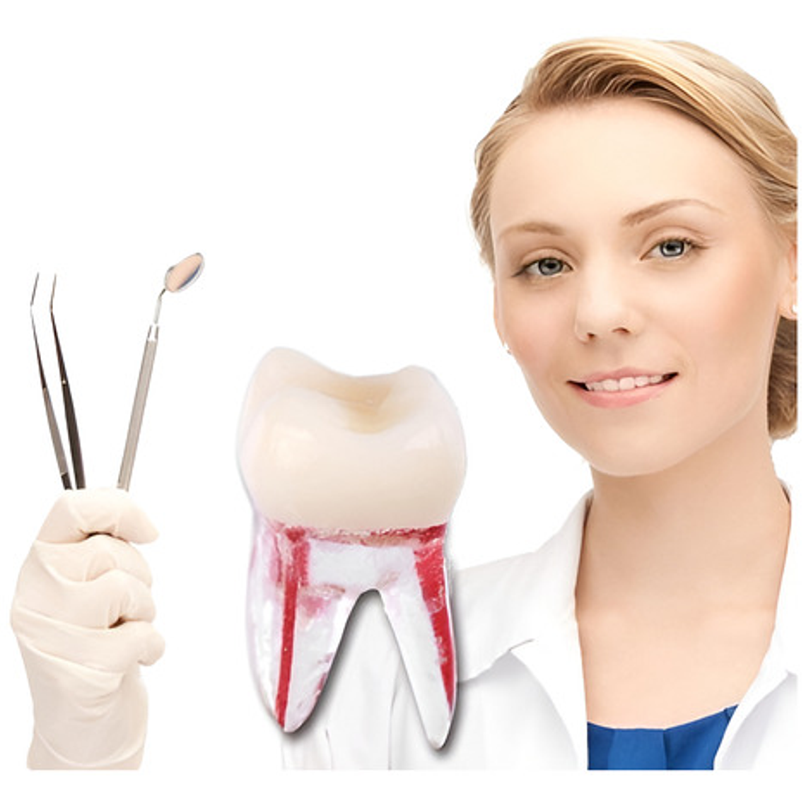 Molar Para Práctica Endodoncia Enseñanza Santiago 1