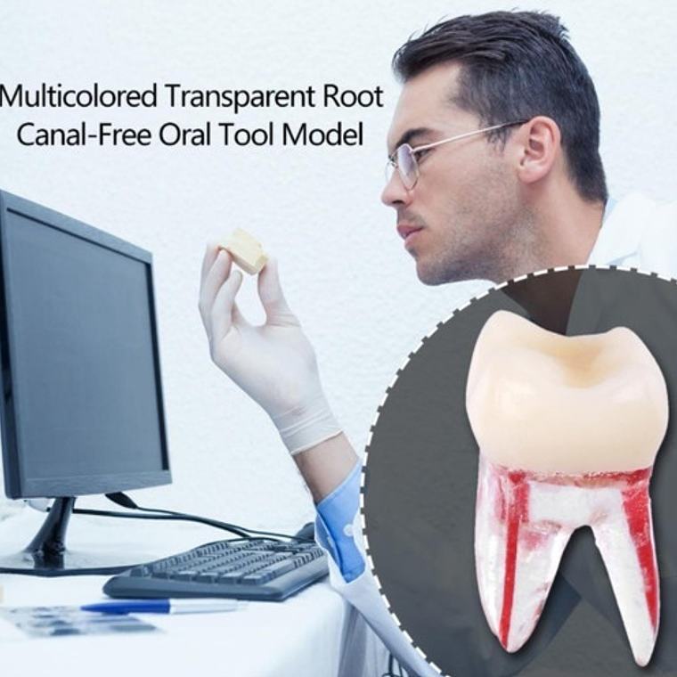 Molar Para Práctica Endodoncia Enseñanza Santiago 3