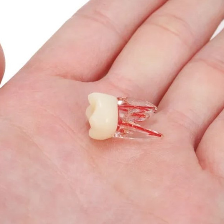 Molar Para Práctica Endodoncia Enseñanza Santiago 7