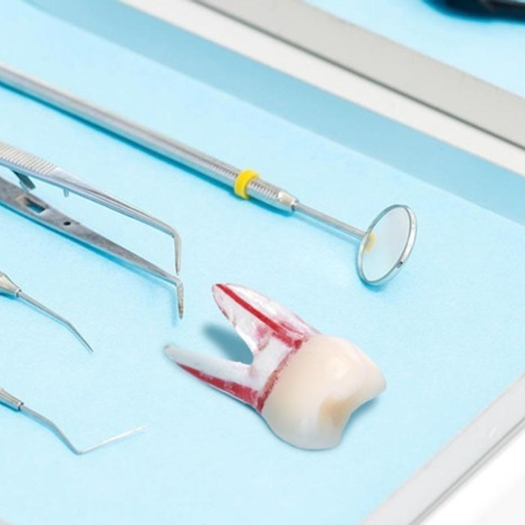 Molar Para Práctica Endodoncia Enseñanza Santiago 8