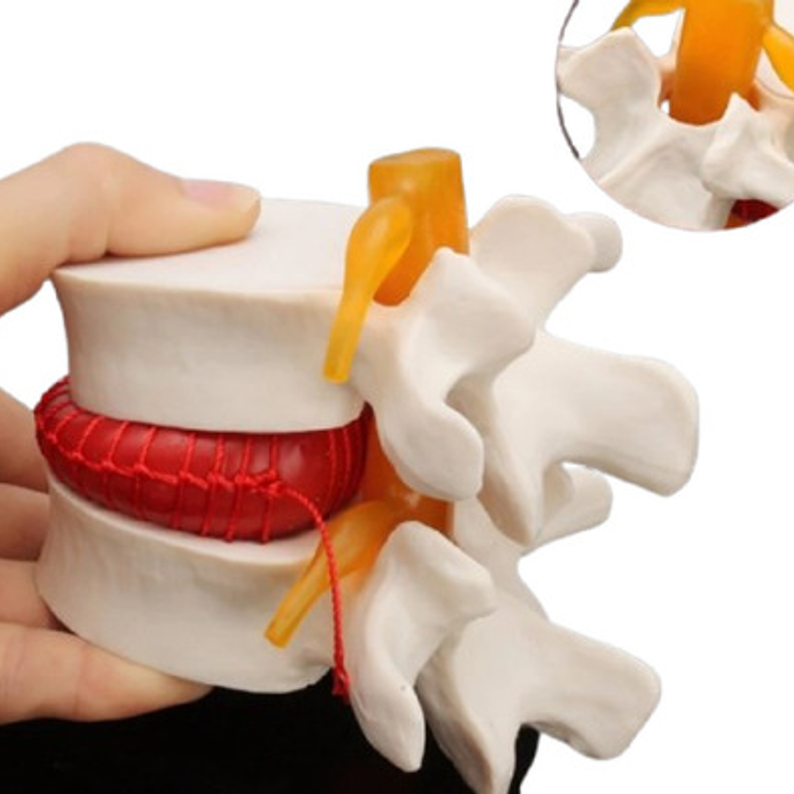 Modelo Anatómico Articulación Vertebral Enseñanza Santiago 1