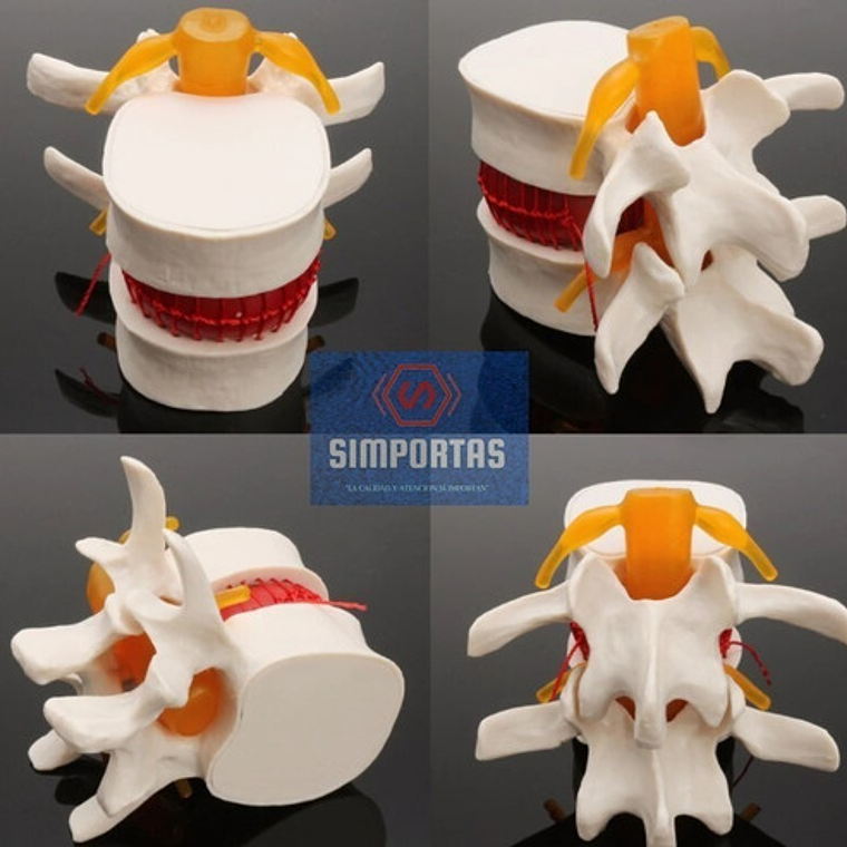 Modelo Anatómico Articulación Vertebral Enseñanza Santiago 2