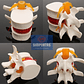 Modelo Anatómico Articulación Vertebral Enseñanza Santiago - Miniatura 2