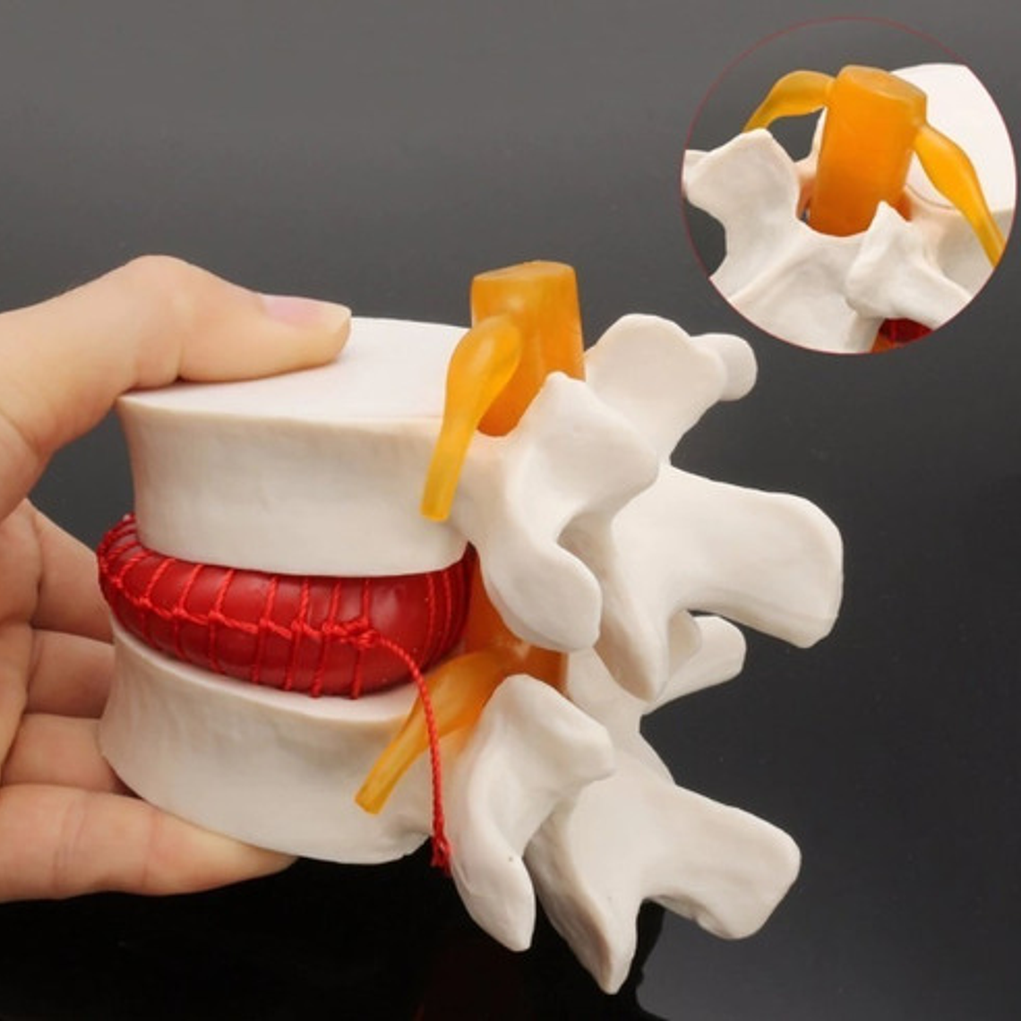Modelo Anatómico Articulación Vertebral Enseñanza Santiago 3
