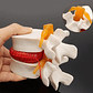 Modelo Anatómico Articulación Vertebral Enseñanza Santiago - Miniatura 3