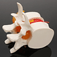 Modelo Anatómico Articulación Vertebral Enseñanza Santiago - Miniatura 5