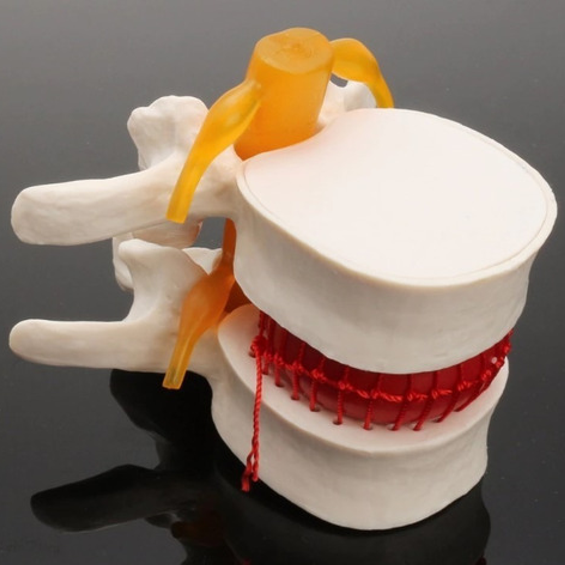 Modelo Anatómico Articulación Vertebral Enseñanza Santiago 6