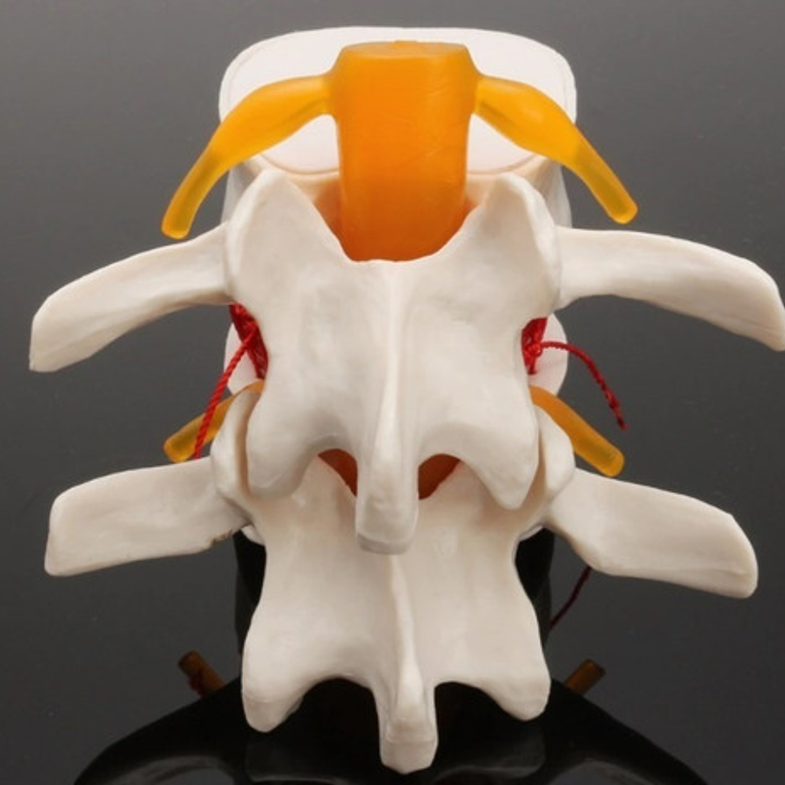 Modelo Anatómico Articulación Vertebral Enseñanza Santiago 8