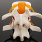 Modelo Anatómico Articulación Vertebral Enseñanza Santiago - Miniatura 8