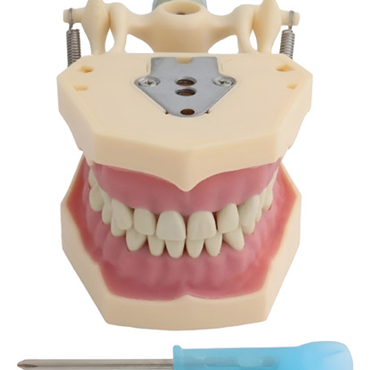 Modelo Frasaco Tipodonto 32 Dientes Desmontables Práctica 1