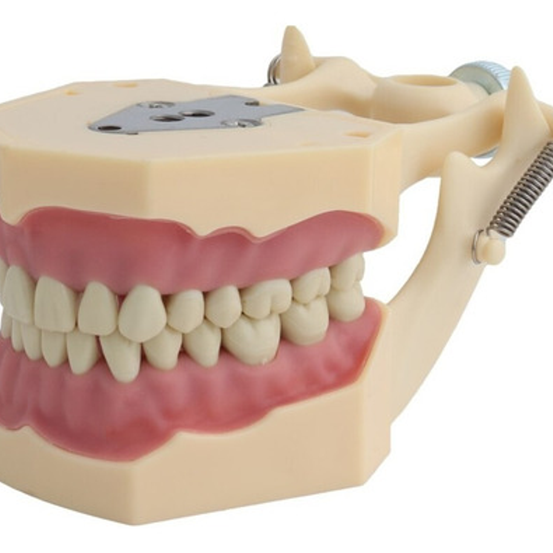 Modelo Frasaco Tipodonto 32 Dientes Desmontables Práctica 2