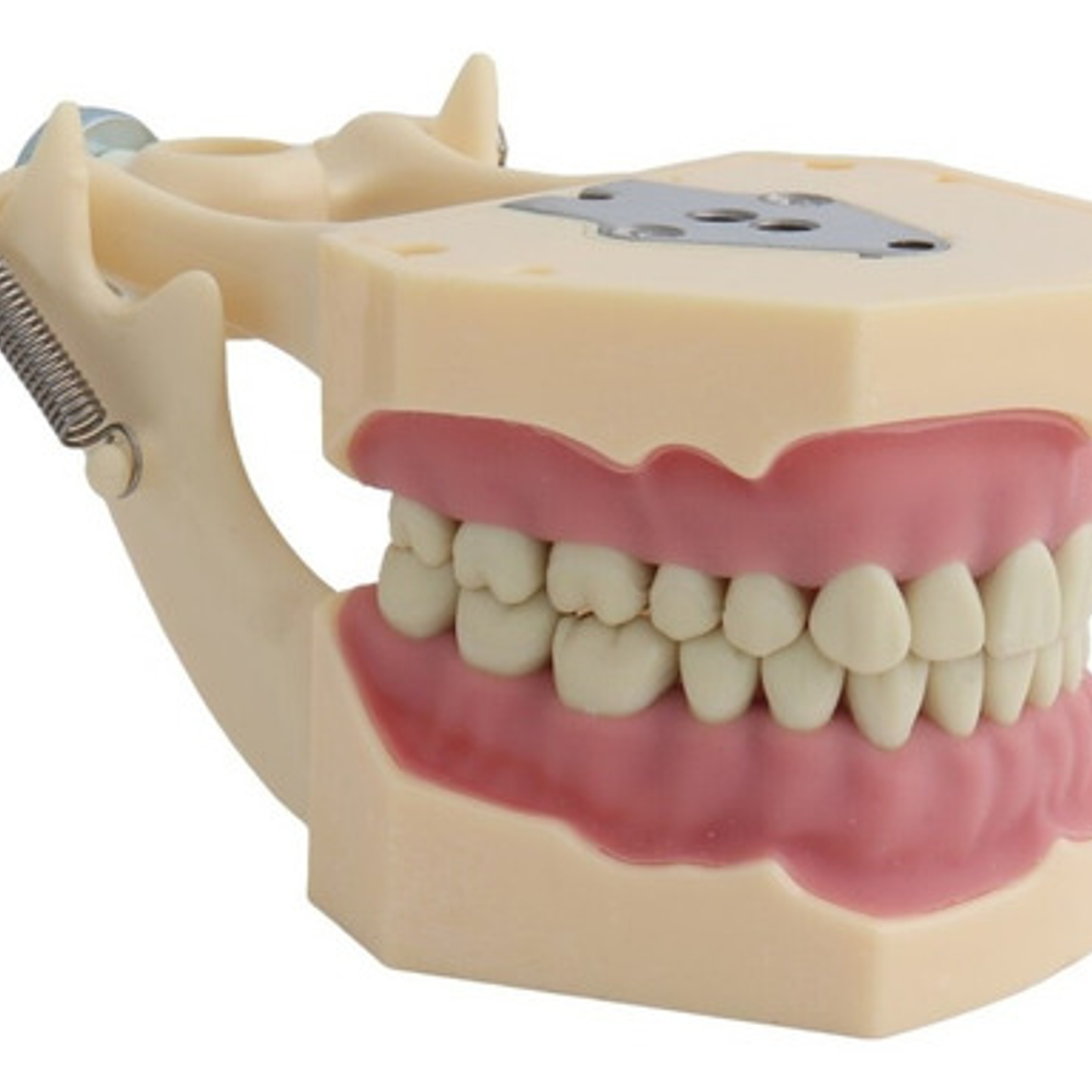 Modelo Frasaco Tipodonto 32 Dientes Desmontables Práctica 3