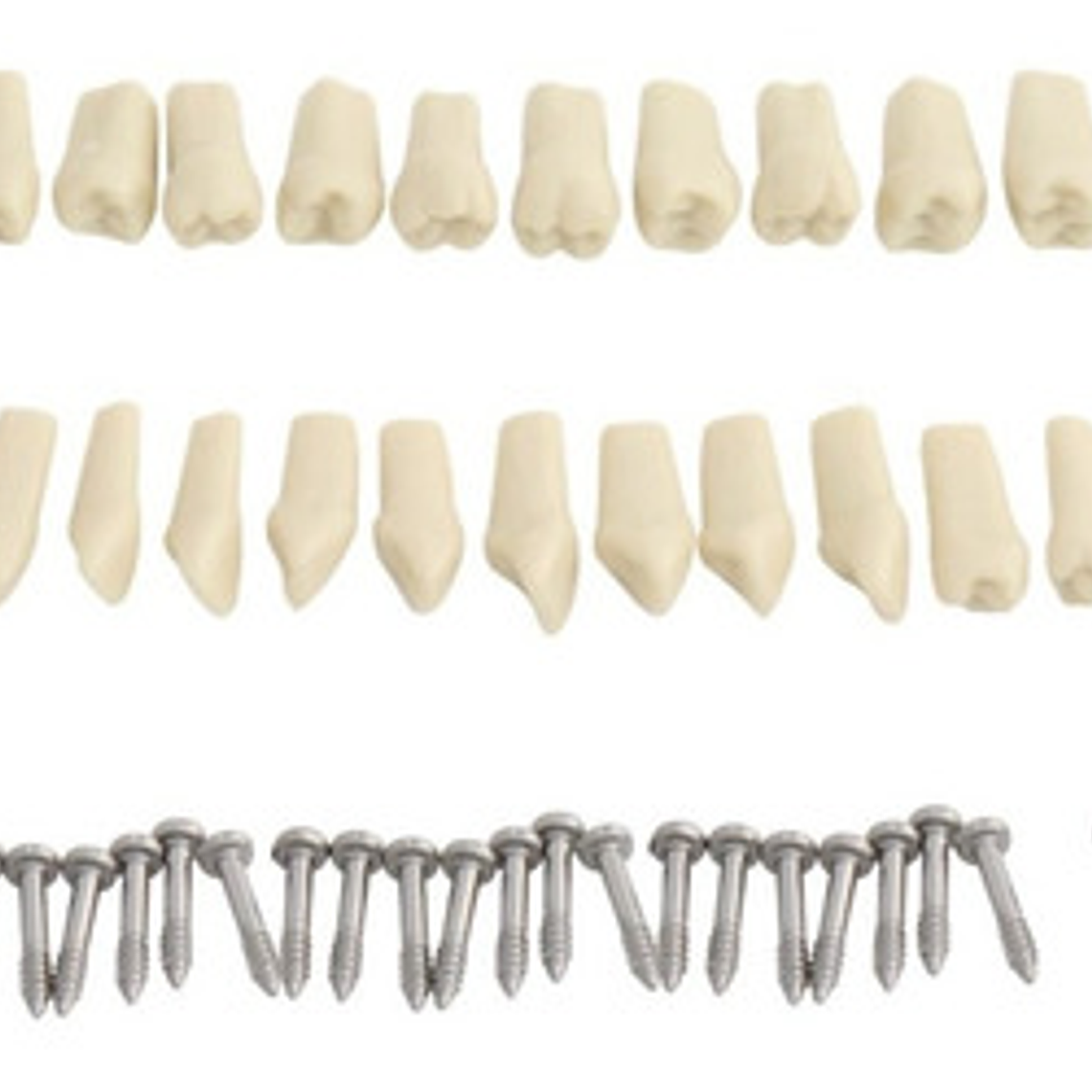 Modelo Frasaco Tipodonto 32 Dientes Desmontables Práctica 4