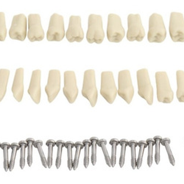 Modelo Frasaco Tipodonto 32 Dientes Desmontables Práctica 4