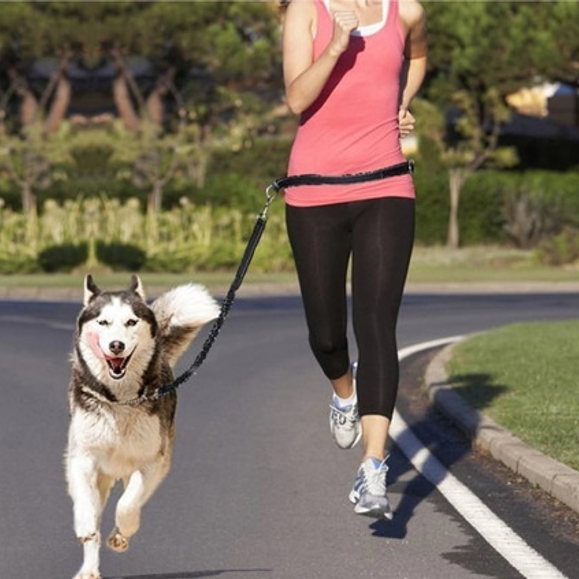 Cinturón Correa Resistente Correr Con Tu Perro Doble Gancho  4