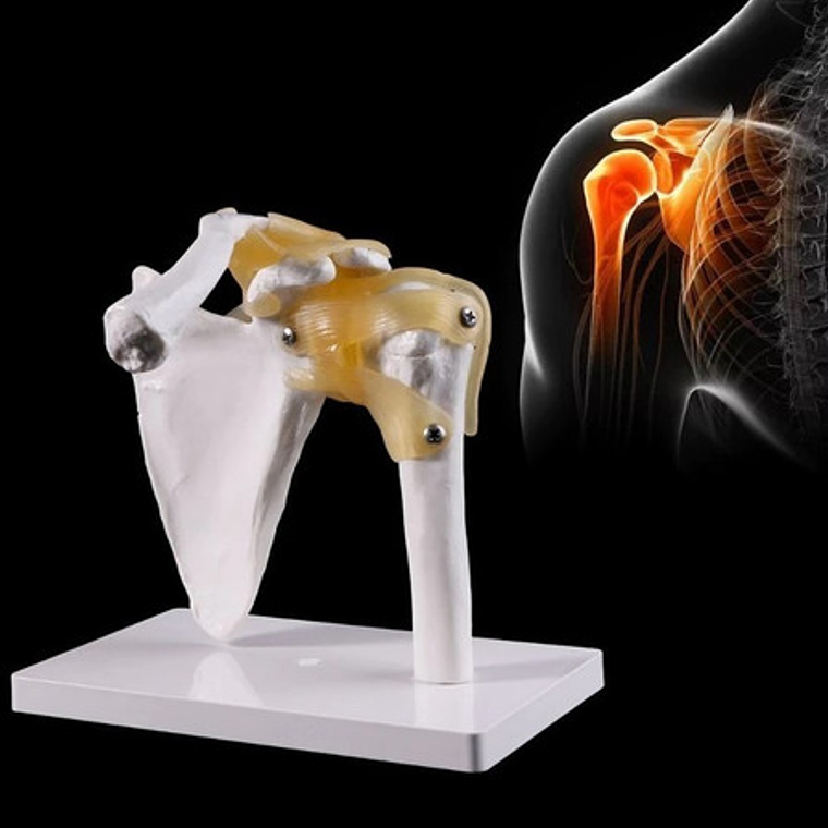 Hombro Articulación  Modelo Anatómico Enseñanza Santiago 3