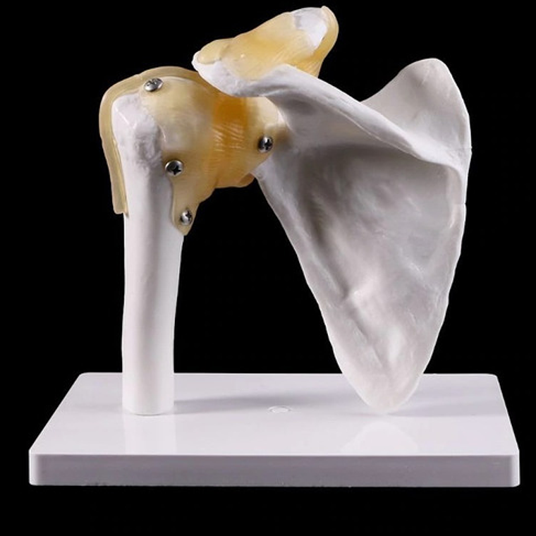 Hombro Articulación  Modelo Anatómico Enseñanza Santiago 4