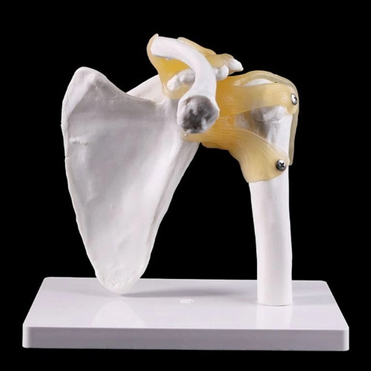 Hombro Articulación  Modelo Anatómico Enseñanza Santiago 5