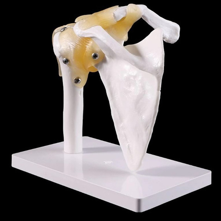 Hombro Articulación  Modelo Anatómico Enseñanza Santiago 6