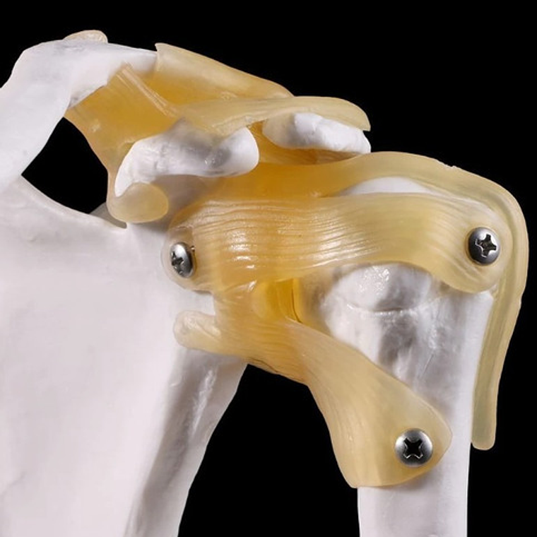 Hombro Articulación  Modelo Anatómico Enseñanza Santiago 7