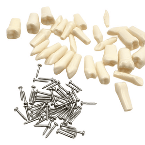 Dientes Para Modelo Frasaco Tipodonto 32 Piezas Desmontables
