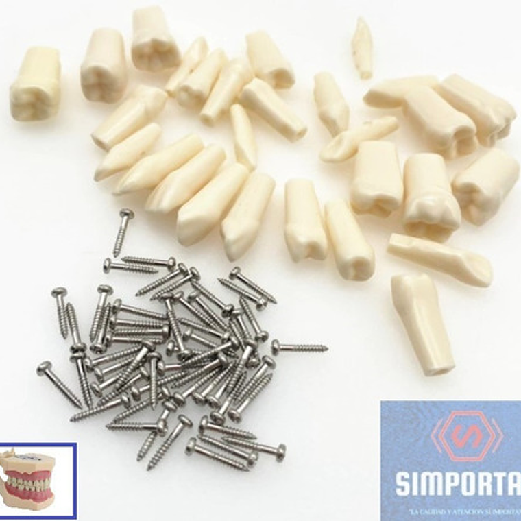 Dientes Para Modelo Frasaco Tipodonto 32 Piezas Desmontables 2