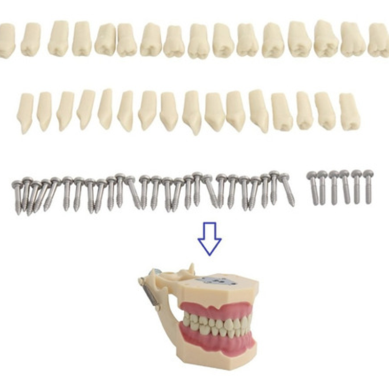 Dientes Para Modelo Frasaco Tipodonto 32 Piezas Desmontables 3