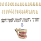 Dientes Para Modelo Frasaco Tipodonto 32 Piezas Desmontables - Miniatura 3