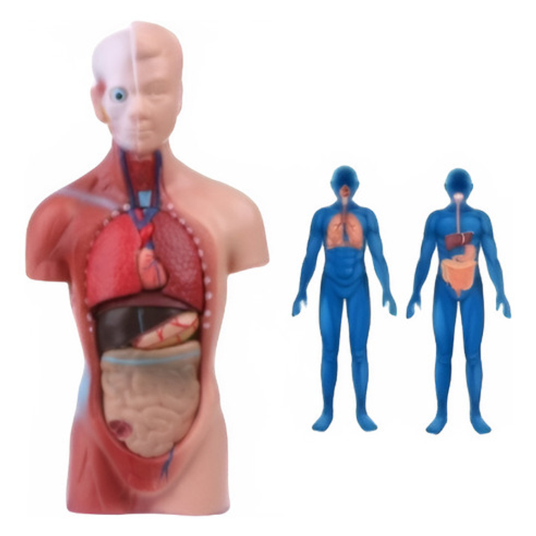 Torso Humano 28 Cm  Modelo Órganos Extraíbles Santiago 1