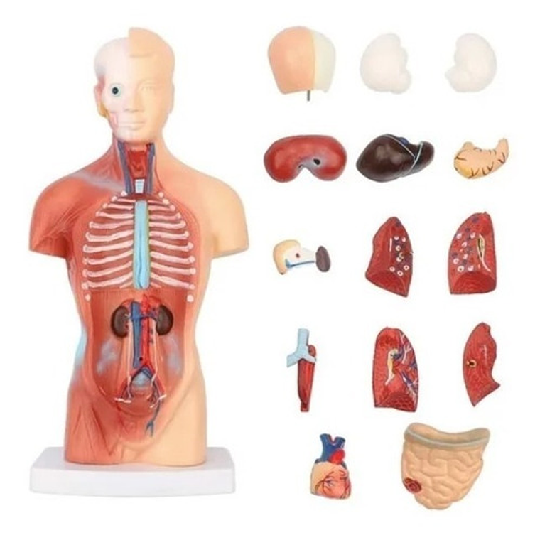 Torso Humano 28 Cm  Modelo Órganos Extraíbles Santiago 2