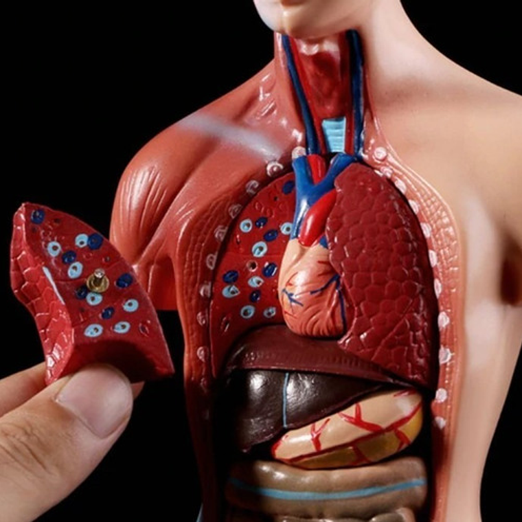 Torso Humano 28 Cm  Modelo Órganos Extraíbles Santiago 4