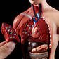 Torso Humano 28 Cm  Modelo Órganos Extraíbles Santiago - Miniatura 4
