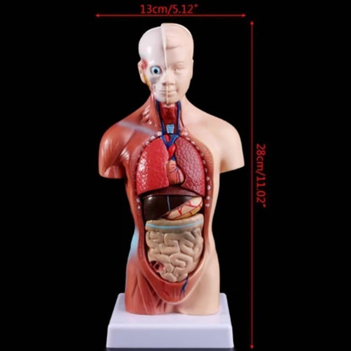 Torso Humano 28 Cm  Modelo Órganos Extraíbles Santiago 5