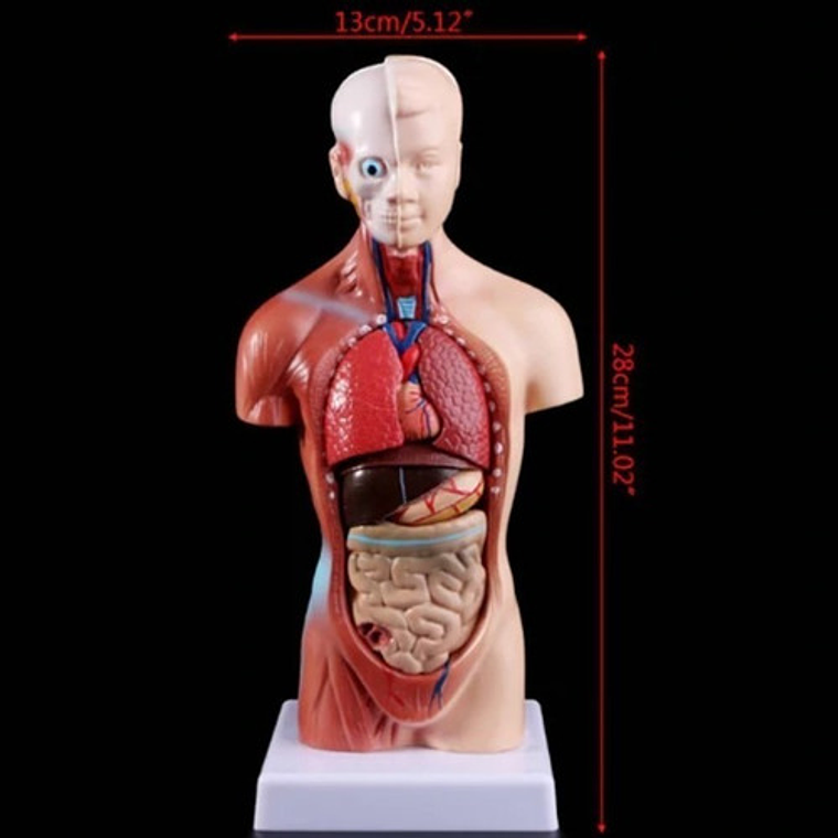 Torso Humano 28 Cm  Modelo Órganos Extraíbles Santiago 5