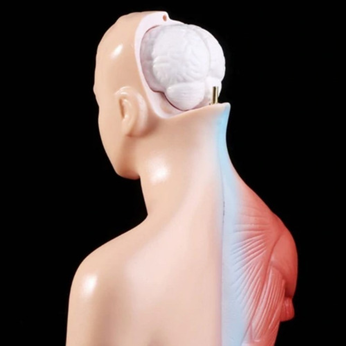 Torso Humano 28 Cm  Modelo Órganos Extraíbles Santiago 6