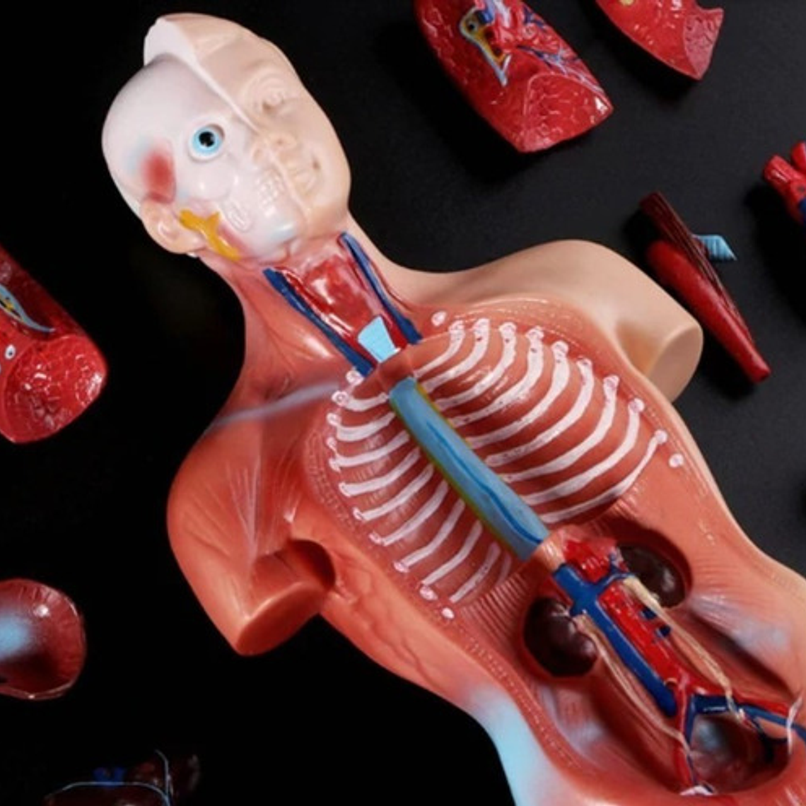 Torso Humano 28 Cm  Modelo Órganos Extraíbles Santiago 7