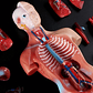 Torso Humano 28 Cm  Modelo Órganos Extraíbles Santiago - Miniatura 7