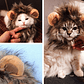 Peluca De León Para Gatitos Diversión Asegurada Santiago - Miniatura 3
