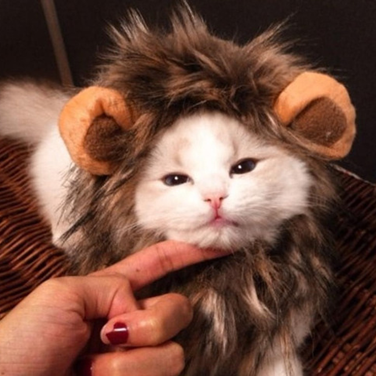 Peluca De León Para Gatitos Diversión Asegurada Santiago 4