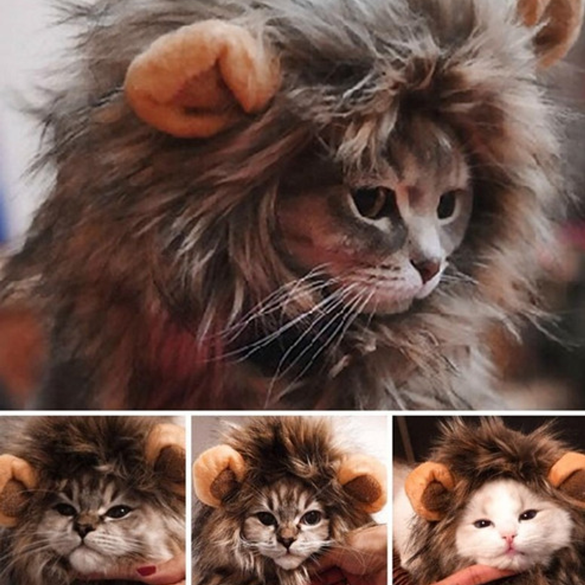 Peluca De León Para Gatitos Diversión Asegurada Santiago 5
