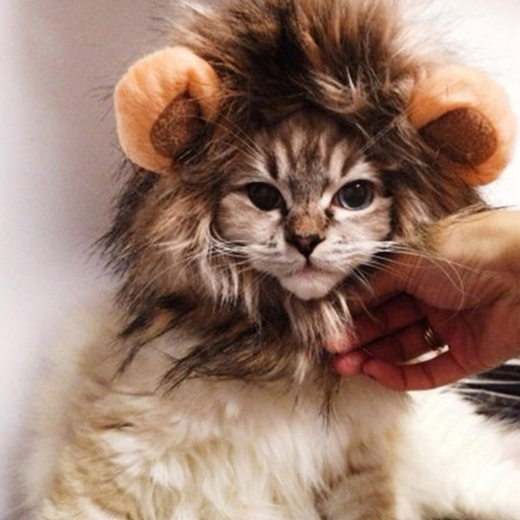 Peluca De León Para Gatitos Diversión Asegurada Santiago 6