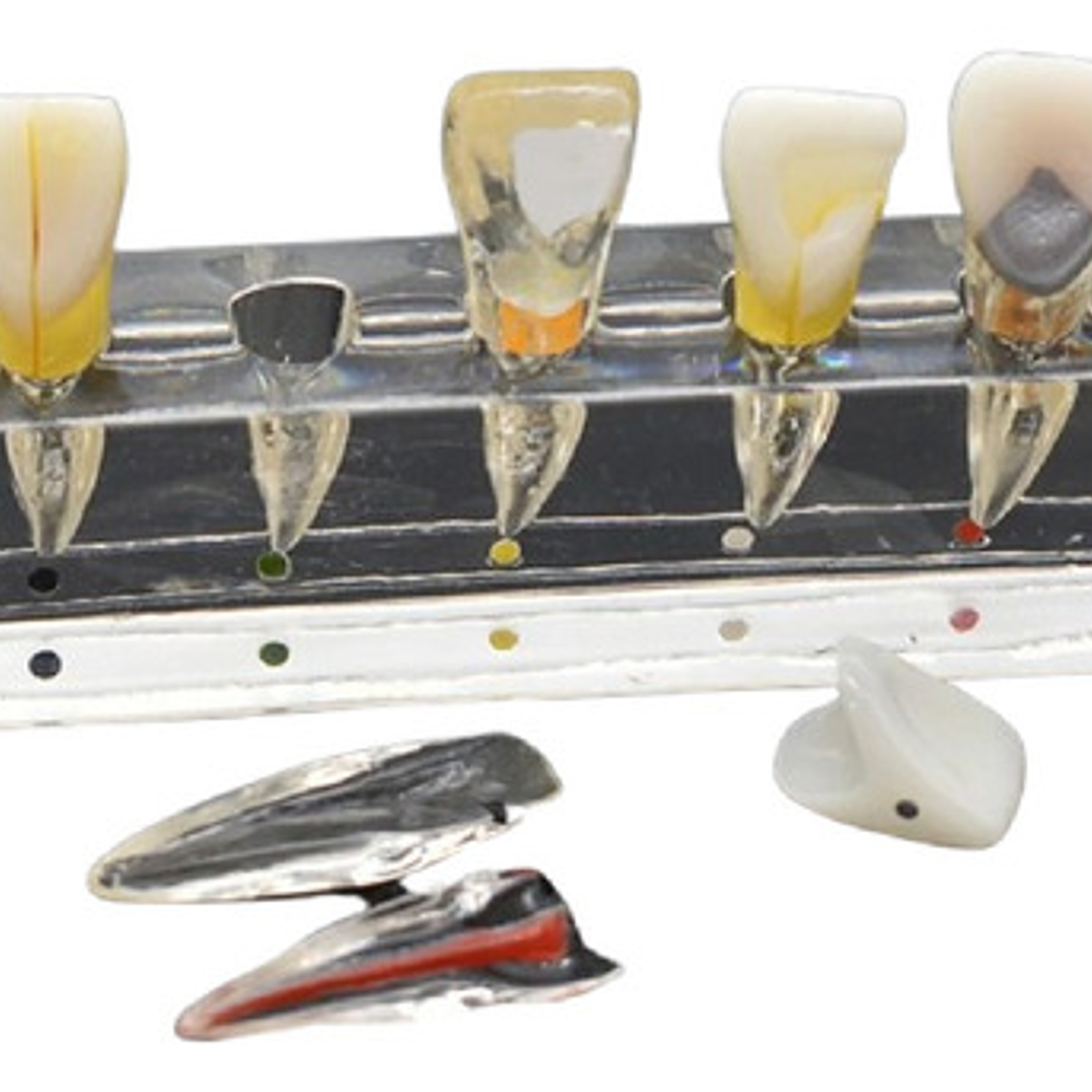 Modelo Endodoncia Dental Acrílico Enseñanza Didáctico Stgo. 1