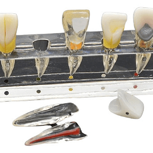 Modelo Endodoncia Dental Acrílico Enseñanza Didáctico Stgo.