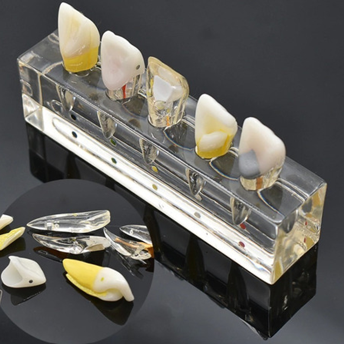 Modelo Endodoncia Dental Acrílico Enseñanza Didáctico Stgo. 3