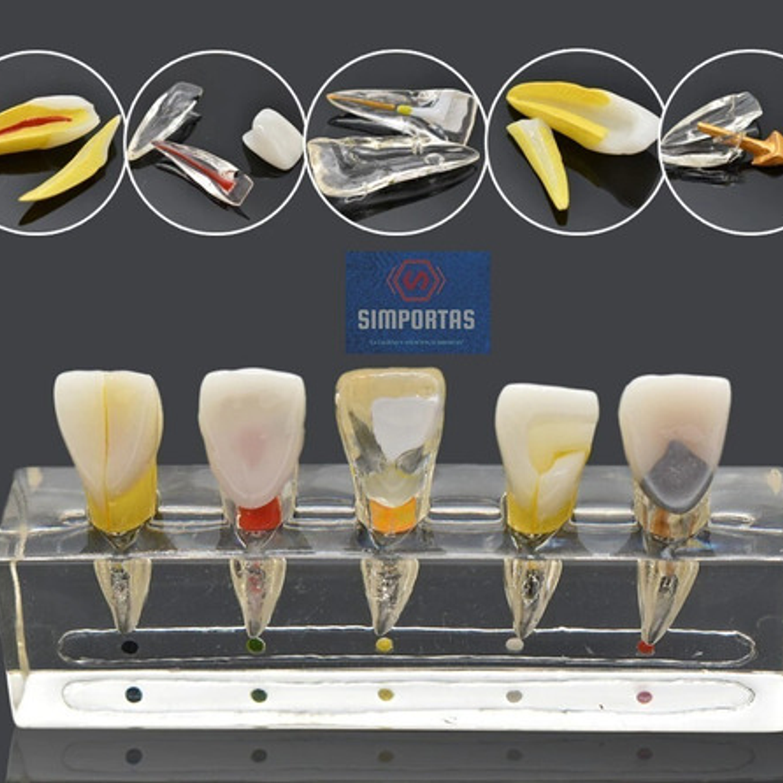 Modelo Endodoncia Dental Acrílico Enseñanza Didáctico Stgo. 5