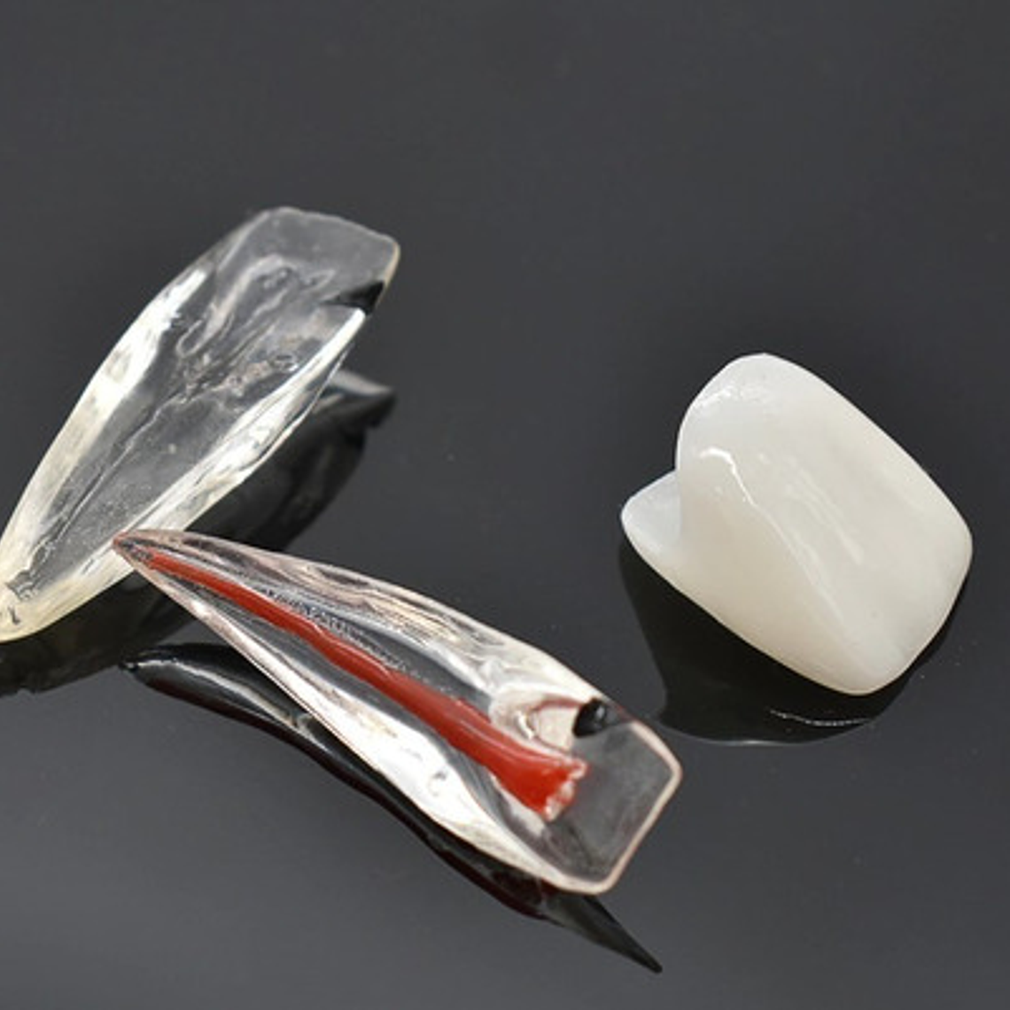 Modelo Endodoncia Dental Acrílico Enseñanza Didáctico Stgo. 6
