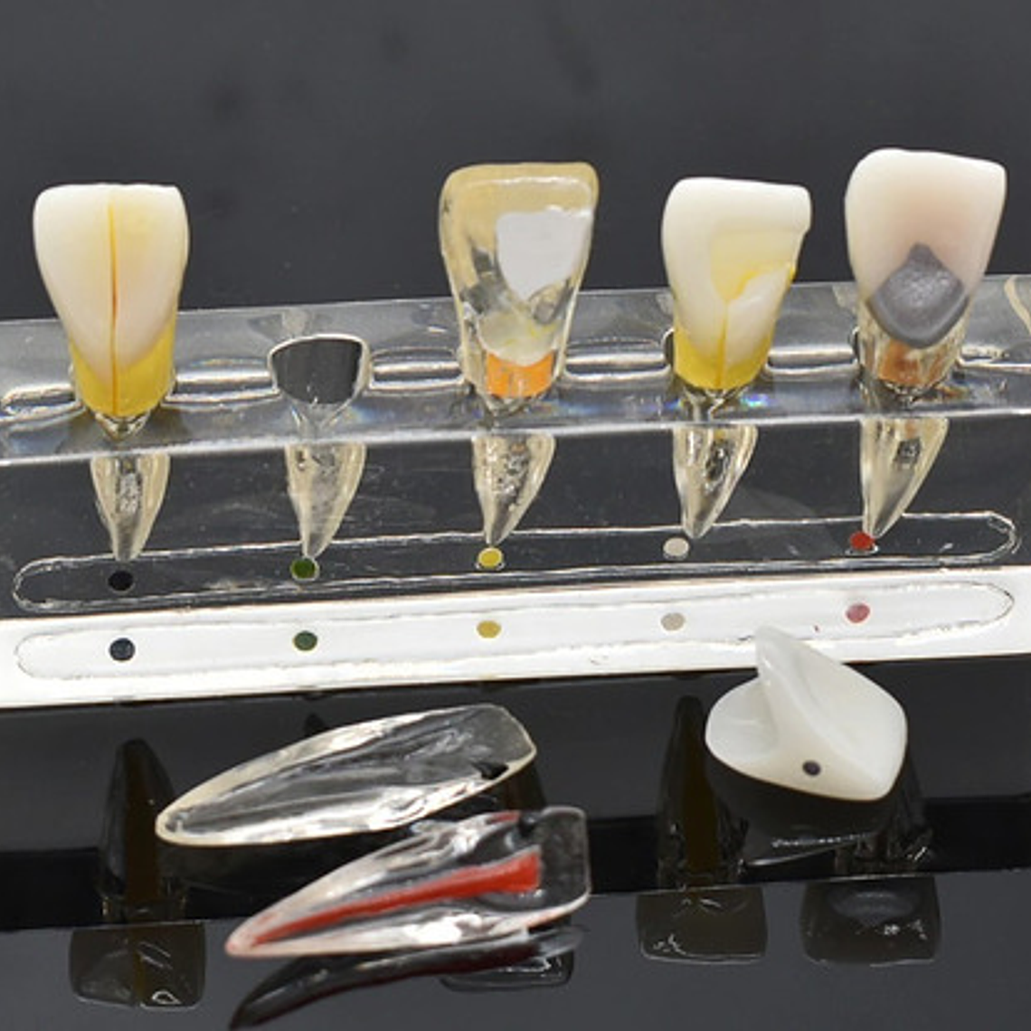Modelo Endodoncia Dental Acrílico Enseñanza Didáctico Stgo. 8